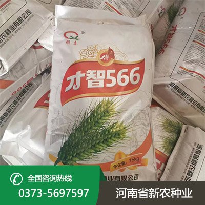 陕西早熟小麦种子