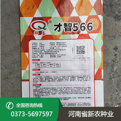 陕西抗倒小麦种子