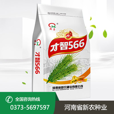 陕西才智566小麦种