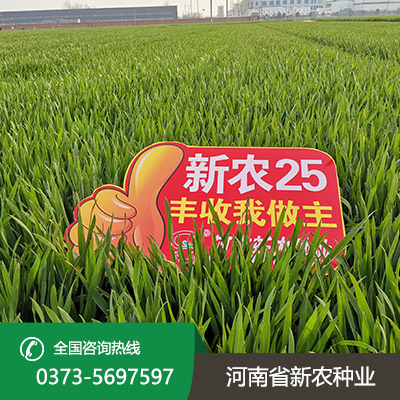 陕西矮杆大穗小麦种