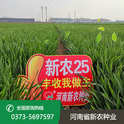 陕西抗冻耐寒小麦种子
