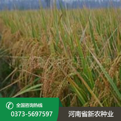 陕西直播稻